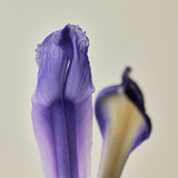 Pine Grove : Body Wash